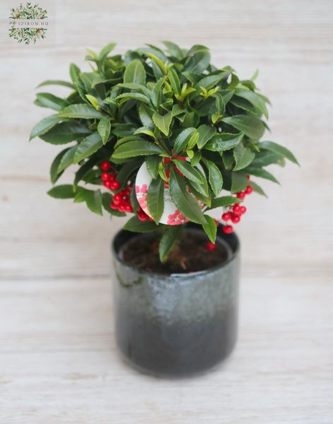 Ardisia crenata mit topf