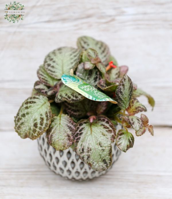 Episcia in a pot