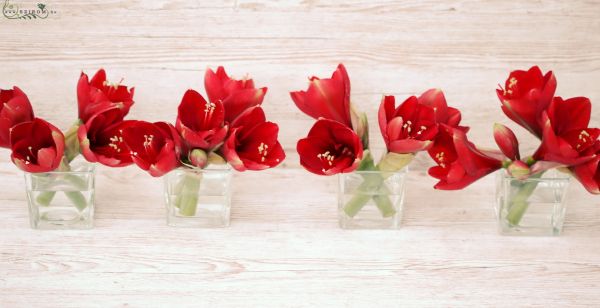 Centerpiece in glass cube (amarilis, red, claret) 1pc