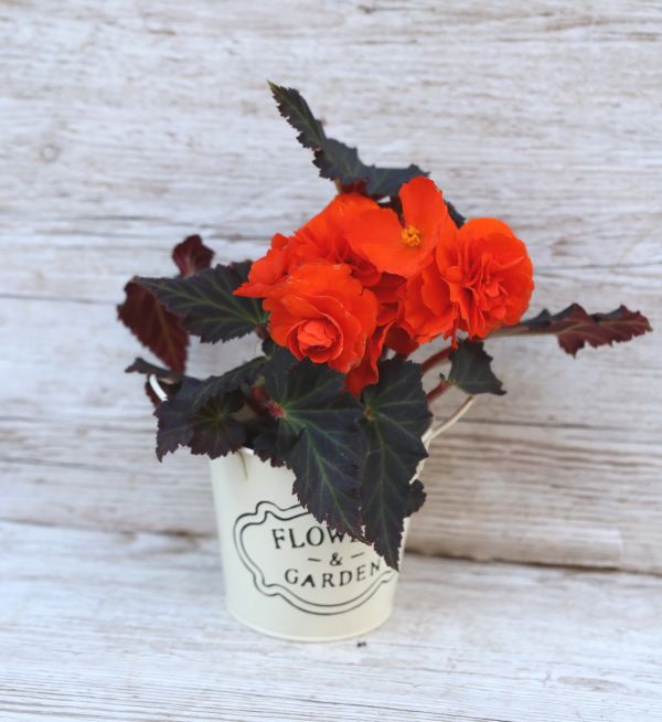 Begonia Red-leafed Orange