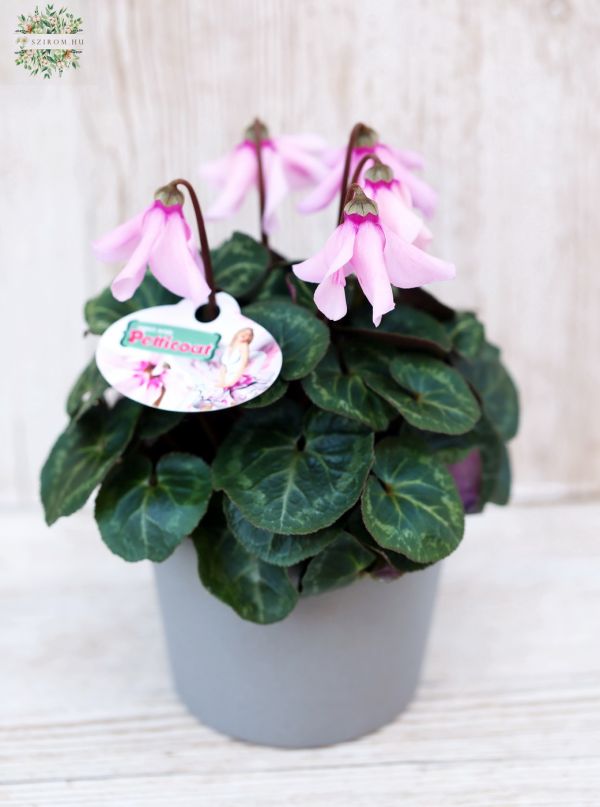 cyclamen in pot
