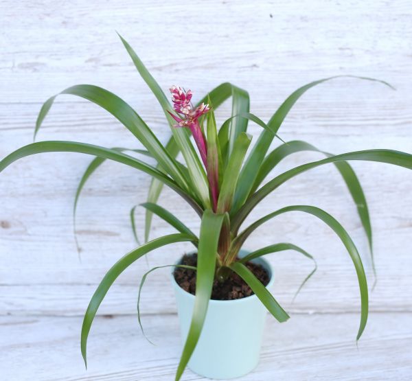 botanikai Vriesea bromélia
