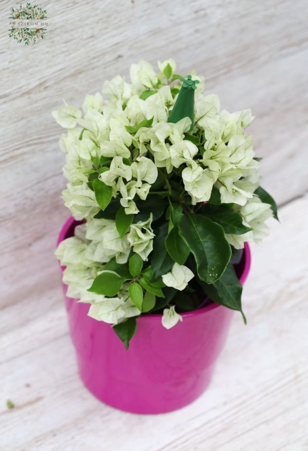 bougainvillea