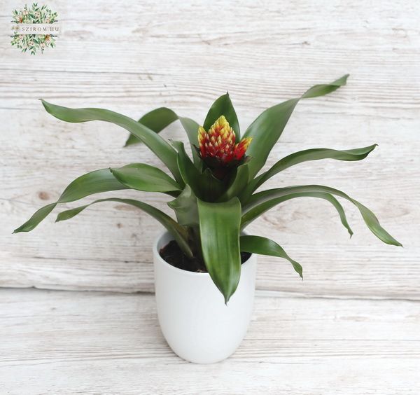 Bromelia im Topf
