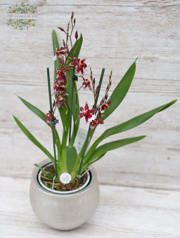 Burrageara orchid in a pot