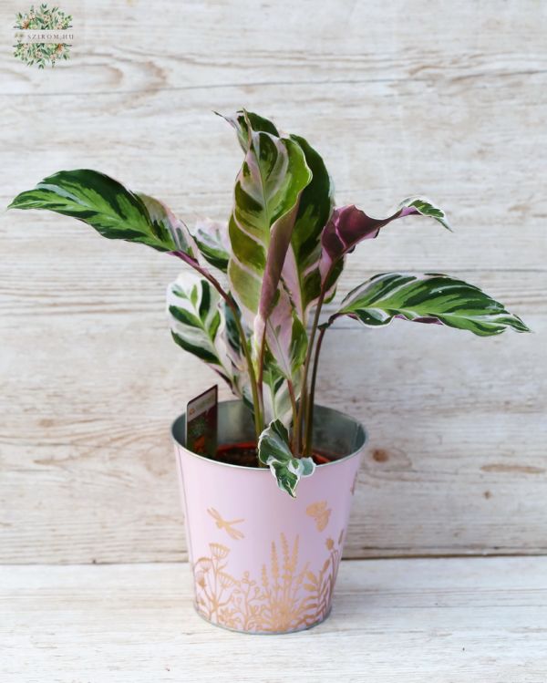 Calathea Fusion White im Topf