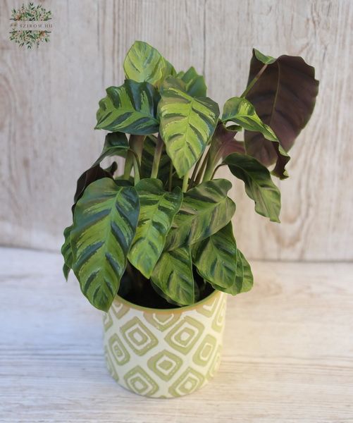 Calathea in pot - indoor plant
