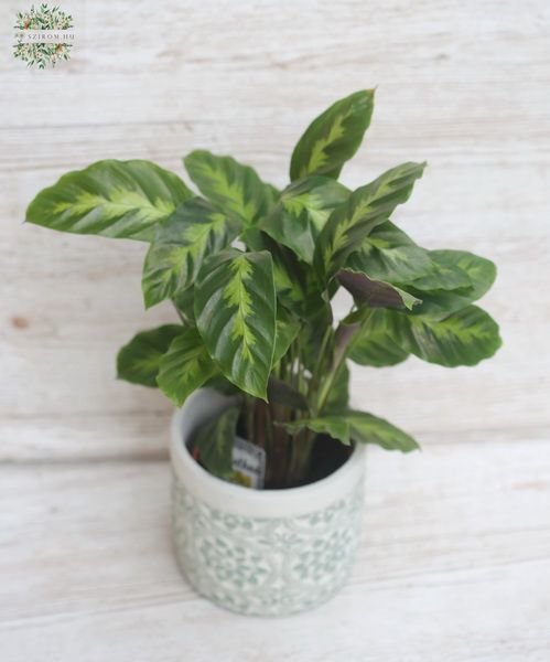 Calathea kaspóban