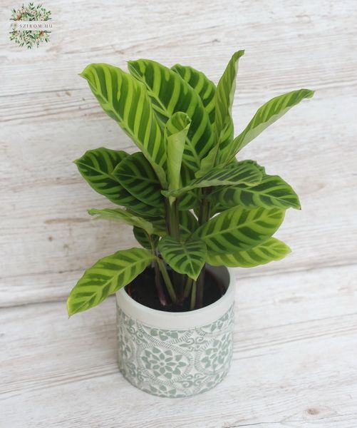 Calathea kaspóban