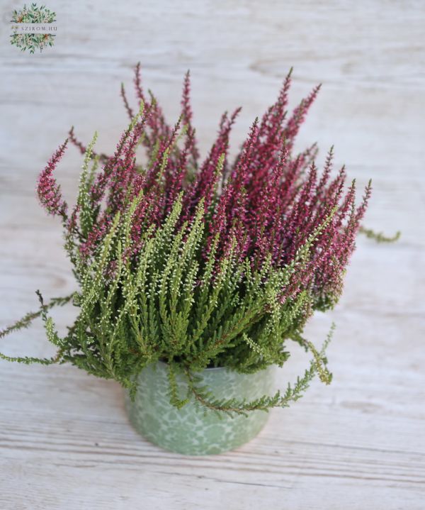 Calluna im Topf