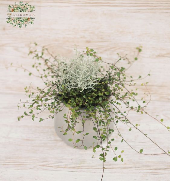 Calocephalus Brownii + Muehlenbeckia im Topf