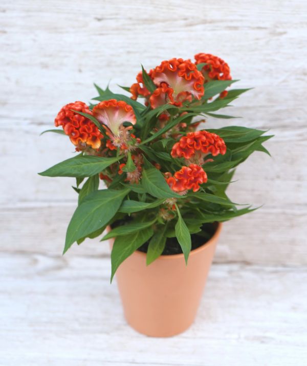 Celosia Argenta Cristata Twisted Mix kaspóval (kinti)