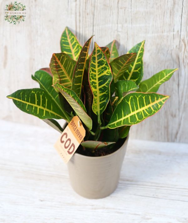 Codiaeum var. in pot