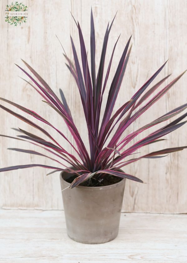 Cordyline in pot