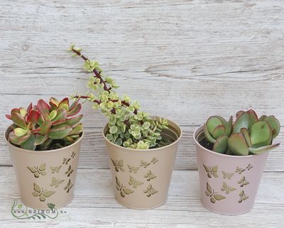 Crassula im Topf (1St)