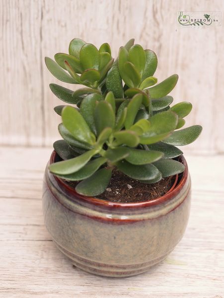 Crassula kaspóval