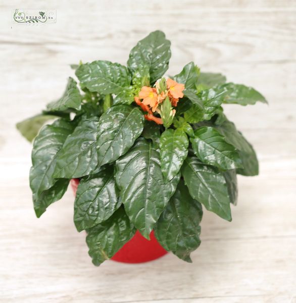 Crossandra in pot