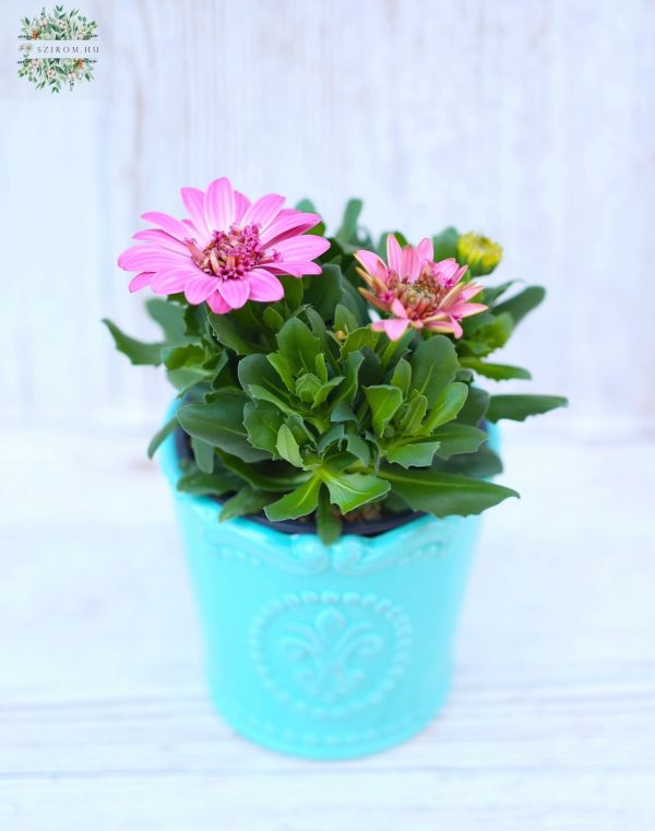 Osteospermum im Topf
