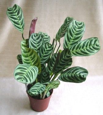 Cteanthe setosa (30cm) - Zimmerpflanze
