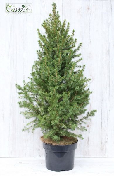 cukorsüveg fenyő kaspóval 100 cm