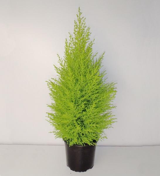 Cupressus macrocarpa (p:17cm, h:90cm)