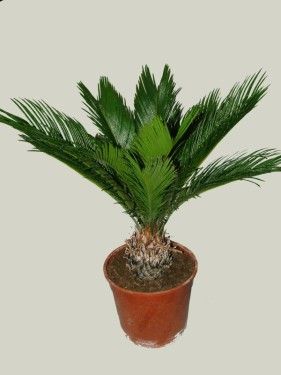Cycas revoluta(cikászpálma) kaspóval - szobanövény