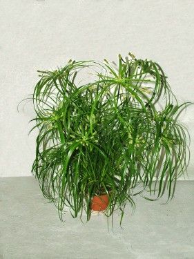 Cyperus alternifolia (vizipálma)<br>(35cm) - szobanövény
