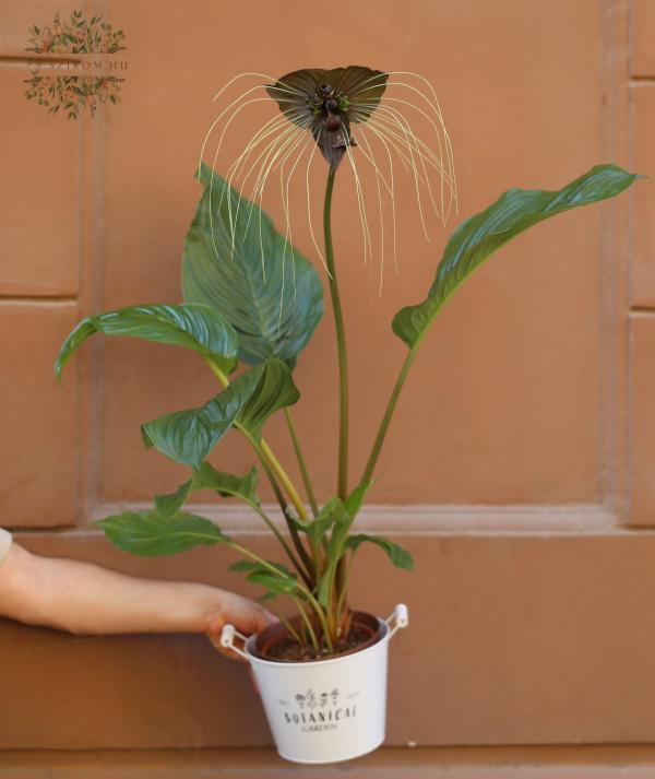 Bat flower (Tacca) (85cm)