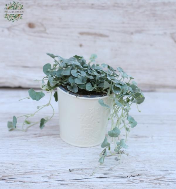 Dichondra kaspóban 