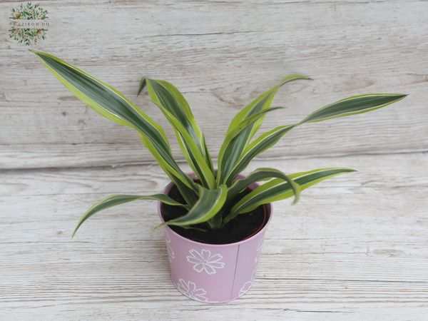 Dracena deremensis in pot