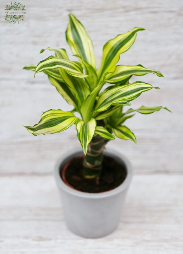 Dracaena im Topf