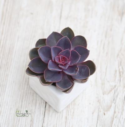 Echeveria kaspóval, különböző színekben 10cm (beltéri)