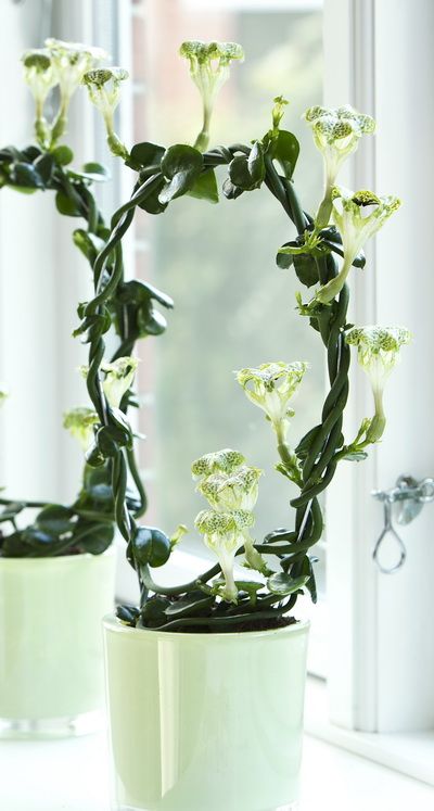 parachute plant (Ceropegia sandersonii) in ceramic pot - indoor plant