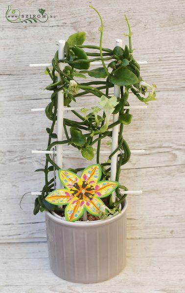 Parachute plant Cereopegia sandersonii  in pot