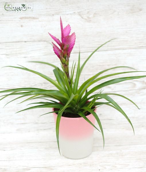 Tillandsia im Topf