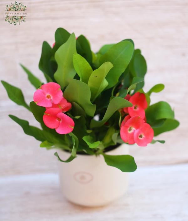 Euphorbia milli kaspóban