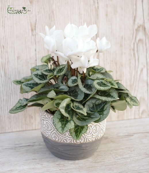 White cyclamen in pot 