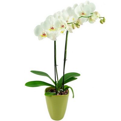 fehér Phalaenopsis orchidea kaspóval - beltéri növény
