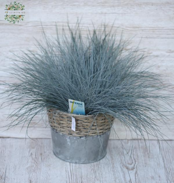 Festuca Gl Intense Blue gross, im Topf