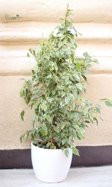 Ficus Benjamina kaspóban  140cm
