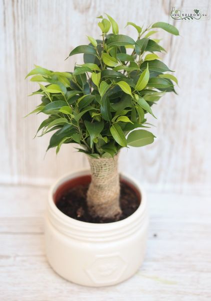 Ficus Benji kaspóval