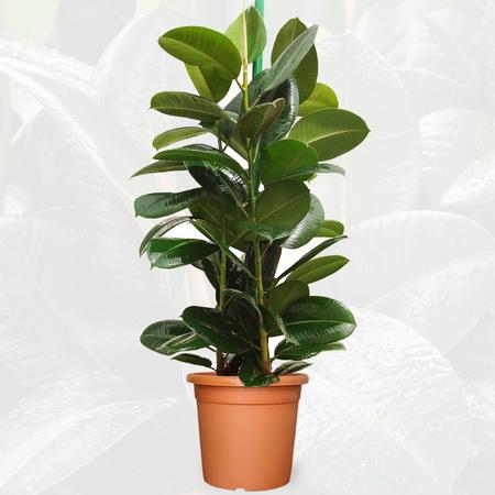 Ficus robusta in pot (p:27cm, h:100cm) - indoor plant