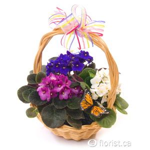 african violet basket - indoor plants