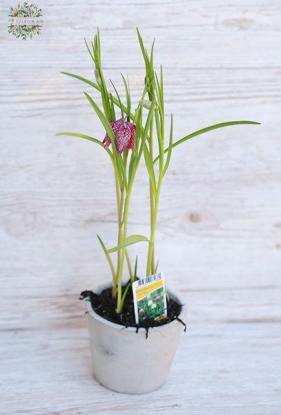 Fritillaria meleagri kockás liliom kaspóban (kinti)