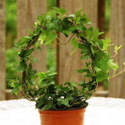 Hedera Pflanze - kann drinnen oder draußen gehalten werden