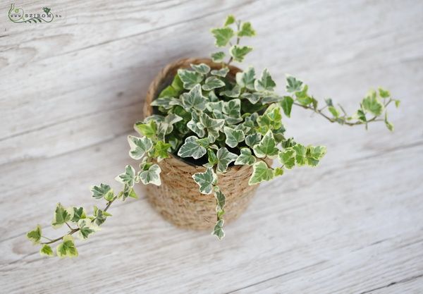  Variegata Efeu im Topf, 15-19cm lang