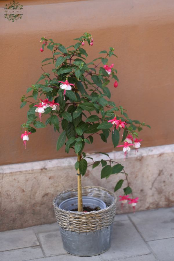 Fuxia im Topf