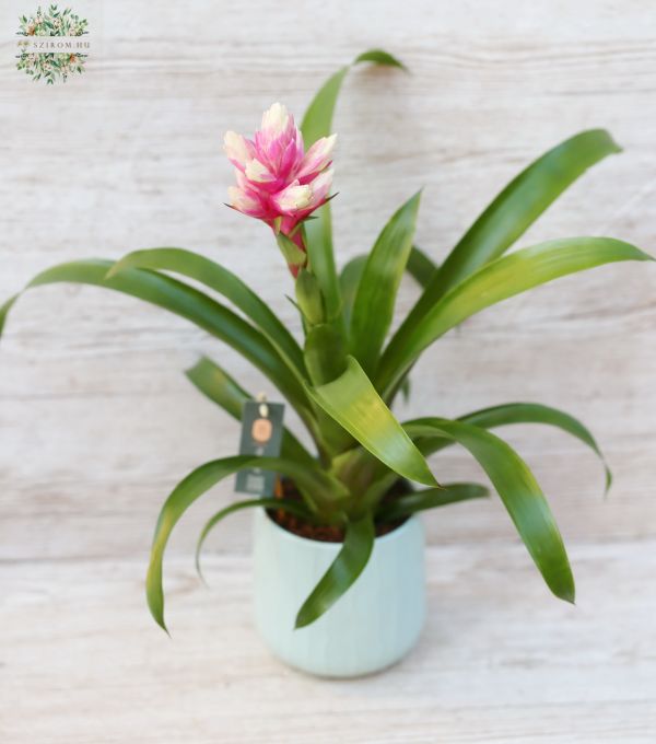Gusmania rocky flower