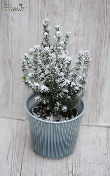 Schneeige Keifer im Topf