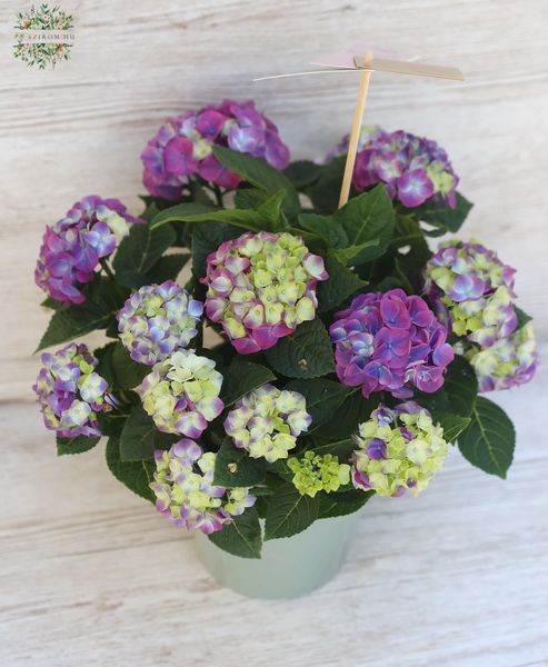 Hydrangea in pot